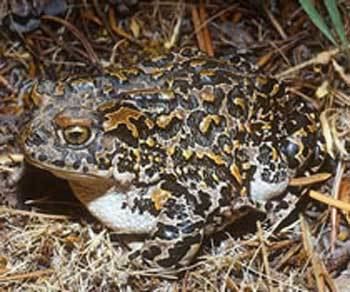 Yosemite toad Yosemite Toad Sierra Forest Legacy