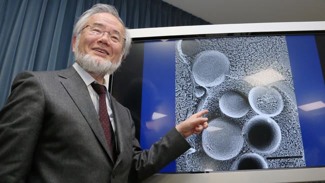 Yoshinori Ohsumi Japanese cell biologist Yoshinori Ohsumi won Nobel Prize in medicine