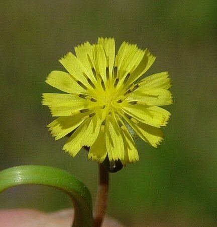 Youngia Youngia japonica page