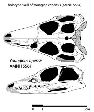 Youngina Youngina AMNH 5561