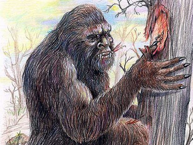 Yowie Latest yowie articles Topics Queensland Times