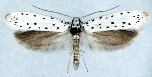 Yponomeuta malinellus Yponomeuta malinellus Insecta Lepidoptera Yponomeutidae