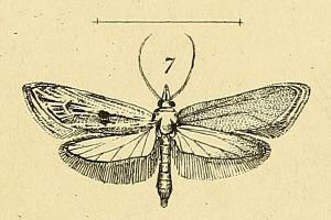 Ypsolopha albiramella