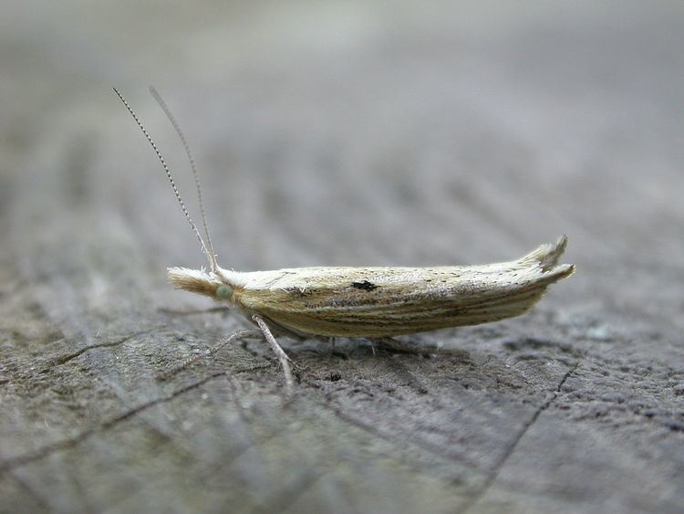 Ypsolopha nemorella