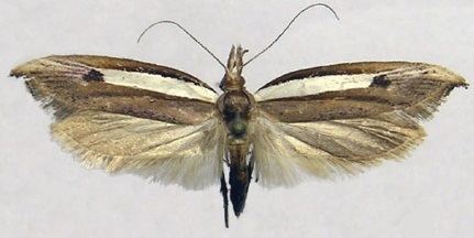 Ypsolopha nigrimaculata