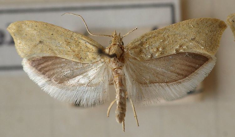 Ypsolopha persicella