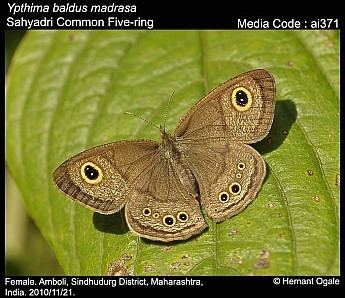 Ypthima baldus Ypthima baldus Common Fivering Butterflies of India