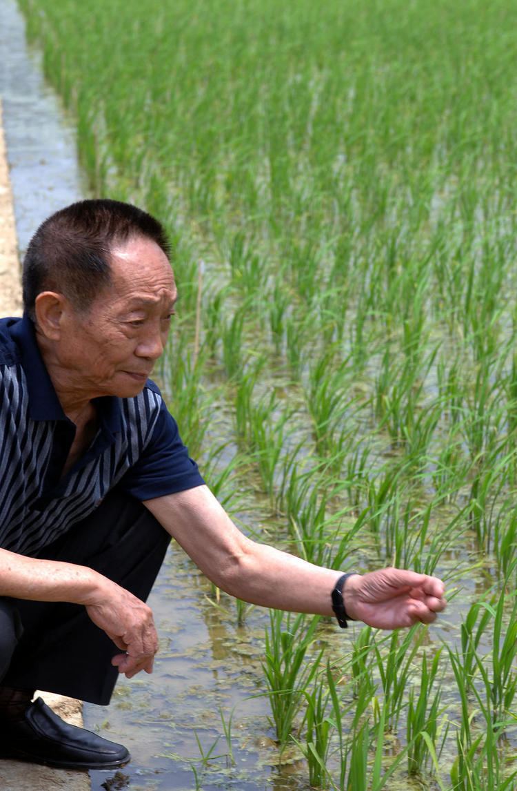 Yuan Longping Hybridrice pioneer Yuan Longping backs genetically