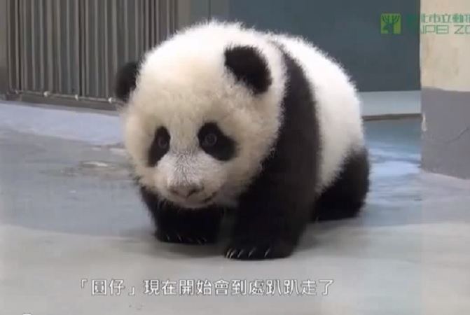 Yuan Zai (giant panda) dibtimescoukenfull1366680yuanzaijpg