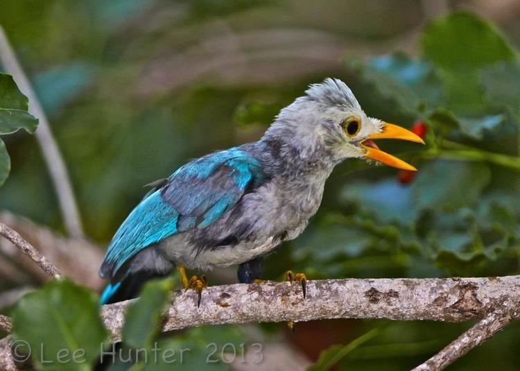 Yucatan jay Yucatan Jay Cyanocorax yucatanicus Young Yucatan Jay squawking to