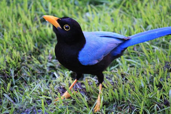 Yucatan jay Yucatan Jay Project Noah