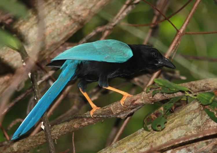 Yucatan jay Yucatan Jay Cyanocorax yucatanicus videos photos and sound