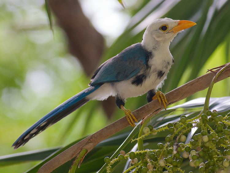 Yucatan jay Yucatan Jay cyanocorax yucatanicus Juvenile Yucatan Jay Flickr