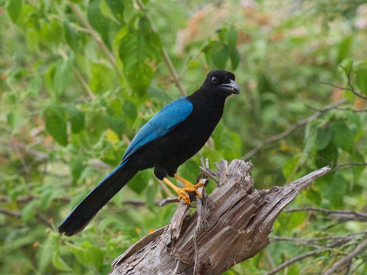 Yucatan jay httpsc1staticflickrcom8729913129485765a46