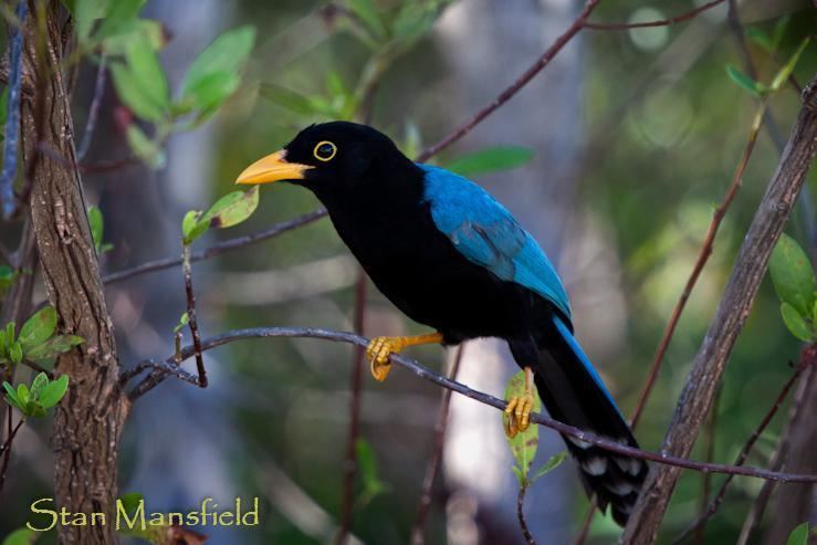 Yucatan jay Yucatan Jay Cyanocorax yucatanicus videos photos and sound