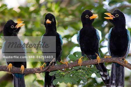 Yucatan jay Yucatan Jay Cyanocorax yucatanicus group Sian Kaan Biosphere