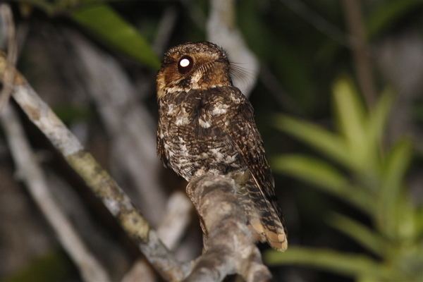 Yucatan nightjar VENT Birding ToursBirding and Natural History Tours Trips