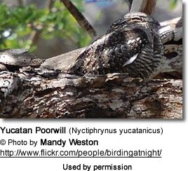 Yucatan poorwill Yucatan Poorwills Nyctiphrynus yucatanicus