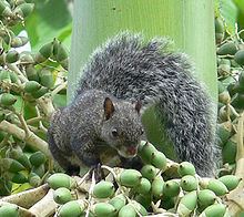Yucatan squirrel httpsuploadwikimediaorgwikipediacommonsthu