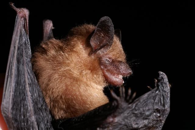 Yucatan yellow bat