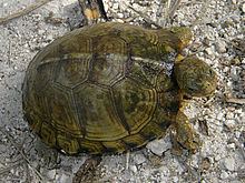 Yucatán box turtle httpsuploadwikimediaorgwikipediacommonsthu