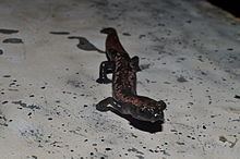 Yucatán mushroomtongue salamander httpsuploadwikimediaorgwikipediacommonsthu