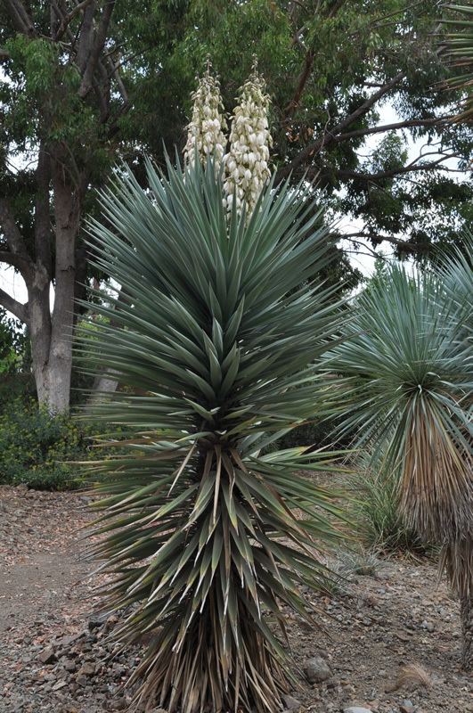 Yucca × schottii wwwruthbancroftgardenorgrbgardenpagesimagesD