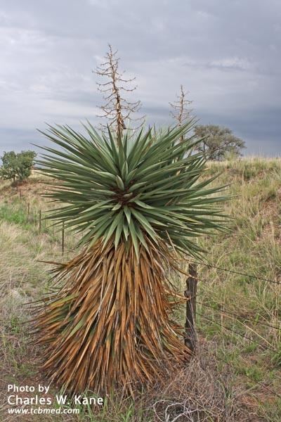 Yucca × schottii Yucca schottii Mountain yucca Edible and Medicinal Uses