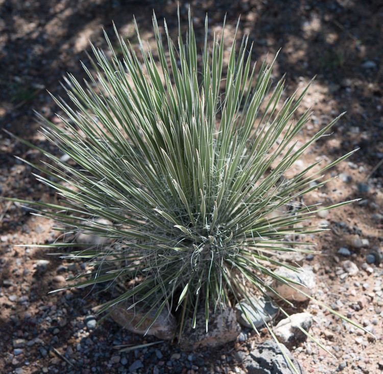 Yucca angustissima angustissima Narrowleaved Yucca