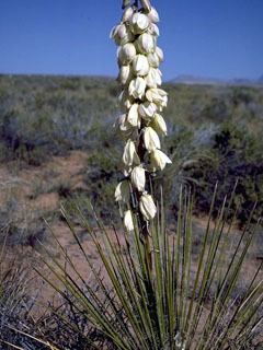 Yucca angustissima wwwwildflowerorgimagearchive320x240PCD1172P