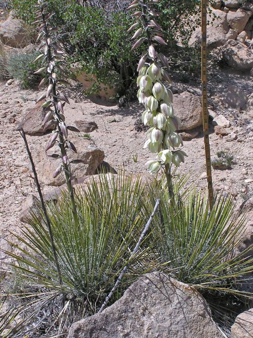 Yucca angustissima Southwest Colorado Wildflowers Yucca angustissima and harrimaniae