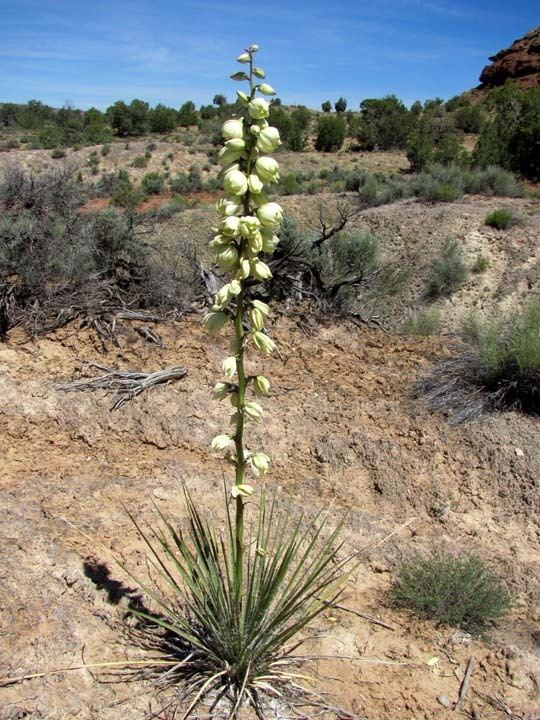 Yucca angustissima SEINet Arizona Chapter Yucca angustissima