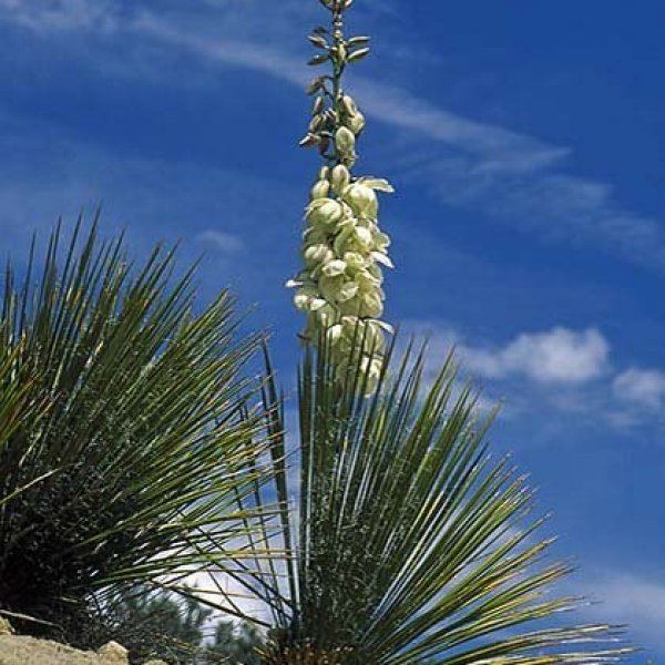 Yucca angustissima YUCCA ANGUSTISSIMA Narrow Leaved Yucca
