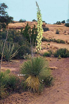 Yucca angustissima Yucca angustissima Wikipedia