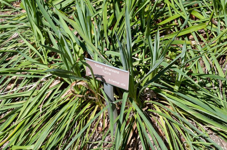 Yucca arkansana Yucca arkansana Yucca