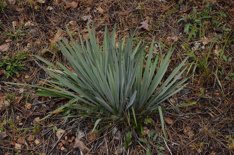 Yucca arkansana Arkansas Yucca Yucca arkansana Ozarks State of Mind