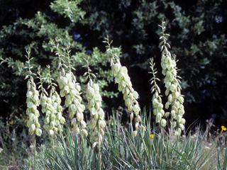 Yucca arkansana Yucca arkansana Arkansas yucca NPIN