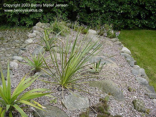 Yucca arkansana Yucca arkansana