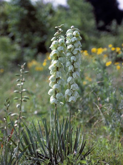 Yucca arkansana Yucca arkansana Arkansas yucca NPIN