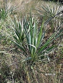 Yucca arkansana httpsuploadwikimediaorgwikipediacommonsthu