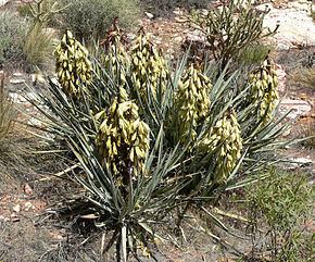 Yucca baccata Yucca baccata Wikipdia