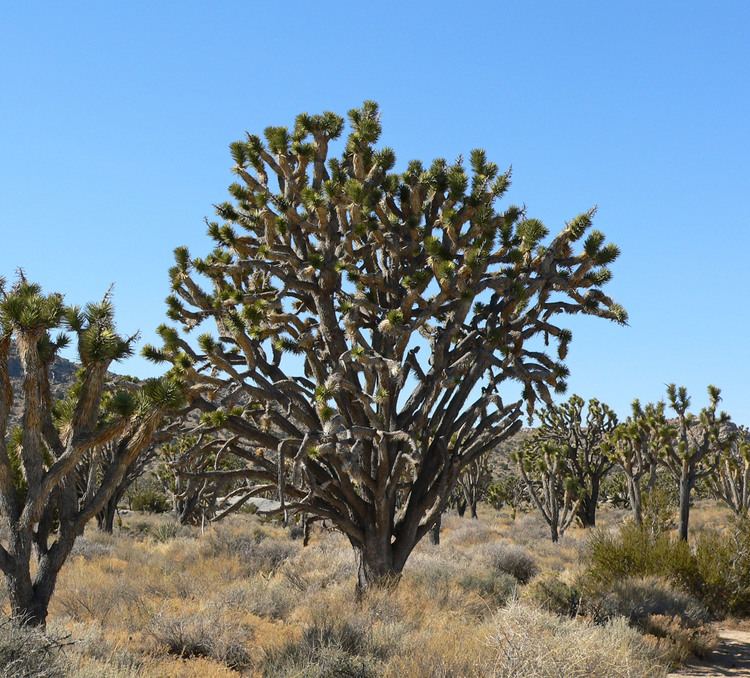 Yucca brevifolia FileYucca brevifolia 5jpg Wikimedia Commons