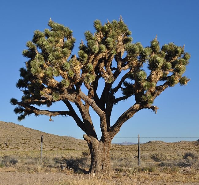 Yucca brevifolia UFEI SelecTree A Tree Selection Guide