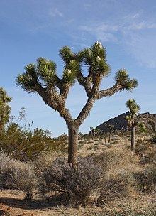 Yucca brevifolia httpsuploadwikimediaorgwikipediacommonsthu