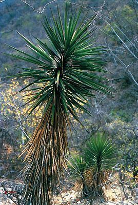Yucca capensis httpsuploadwikimediaorgwikipediacommonsthu