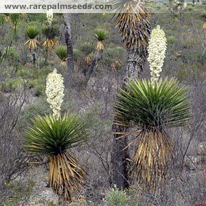 Yucca carnerosana Yucca carnerosana buy seeds at rarepalmseedscom
