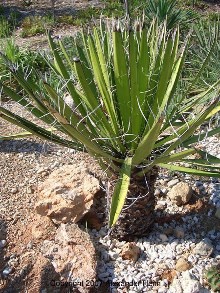 Yucca carnerosana Yucca carnerosana