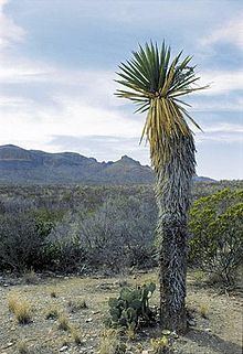 Yucca carnerosana httpsuploadwikimediaorgwikipediacommonsthu