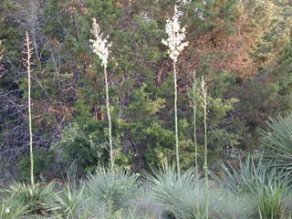 Yucca constricta httpswwwwildflowerorgimagearchive320x240J