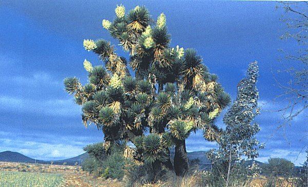 Yucca decipiens decipiens